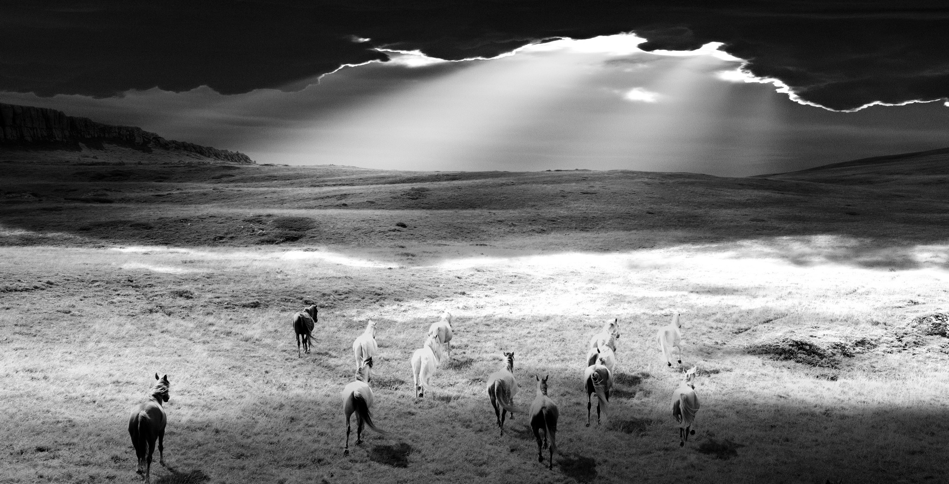 Photographie noir et blanc sur le thème nature