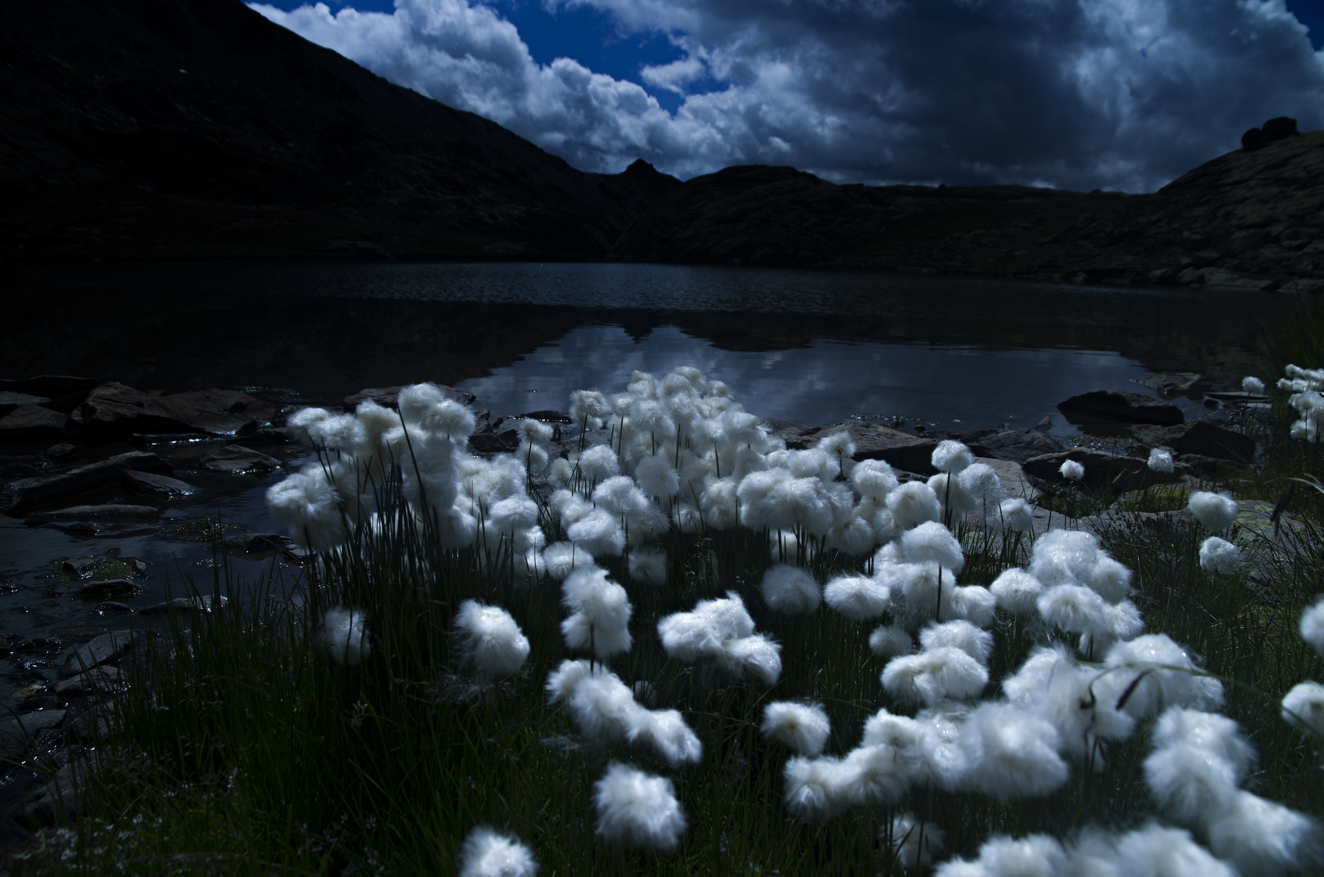 Photographie nature - Linaigrette au clair de lune