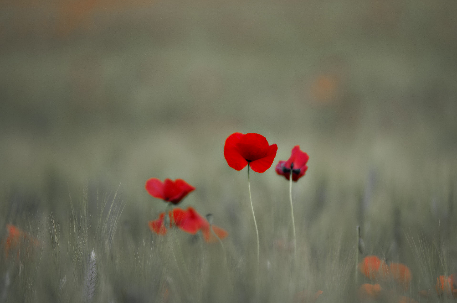 Illistration photographique - Nature - Douceur de coquelicot
