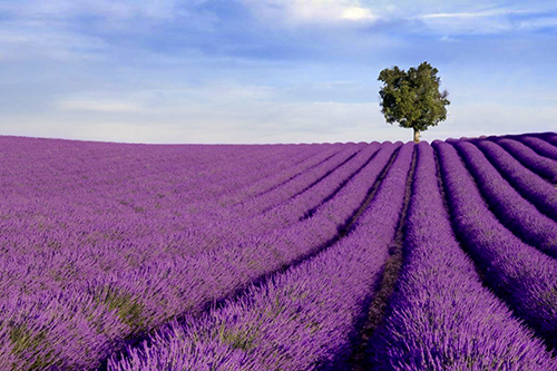 Les champs de lavande de Provence à Valensole - photographe professionnel 04, 84