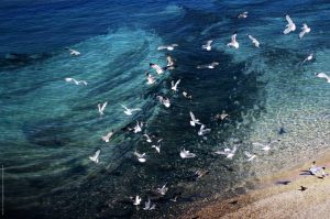 Photographie Nature - Vol de mouettes sur fond de mer