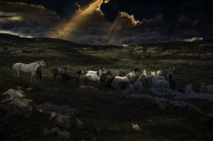 Photographie Fine Art de David-Alexandre Vianey - Les chevaux sauvages du Vercors