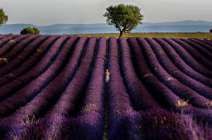 Photographie - Purple atmosphere - Les lavandes de Provence - Portrait - Nature ACTU PHOTO