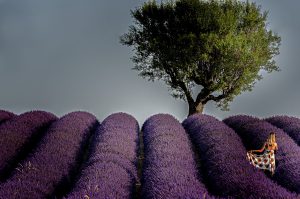 Photographie - Purple atmosphere - Les lavandes de Provence - Portrait - Nature ACTU PHOTO - David-Alexandre Vianey